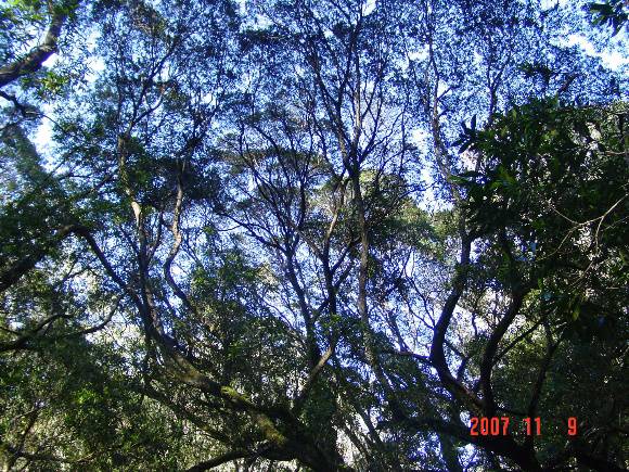 T11040 Tristaniopsis laurina 