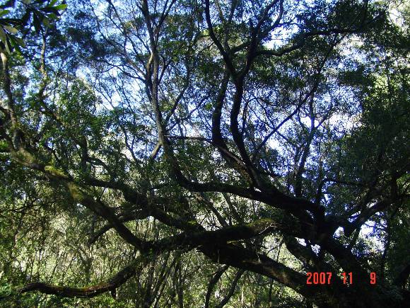 T11040 Tristaniopsis laurina 