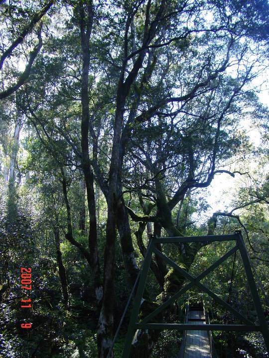 T11040 Tristaniopsis laurina 