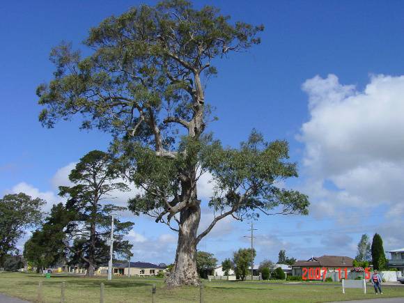 T11287 Eucalyptus tereticornis 