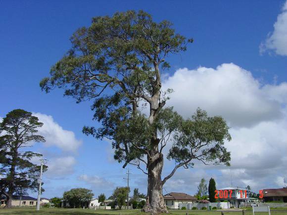 T11287 Eucalyptus tereticornis 