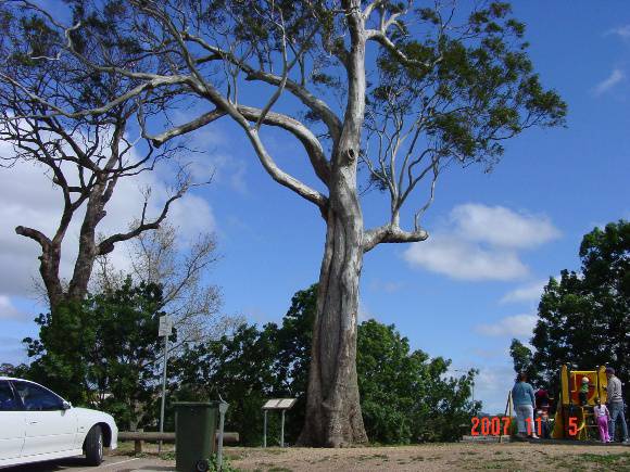 T11288 Eucalyptus camaldulensis 