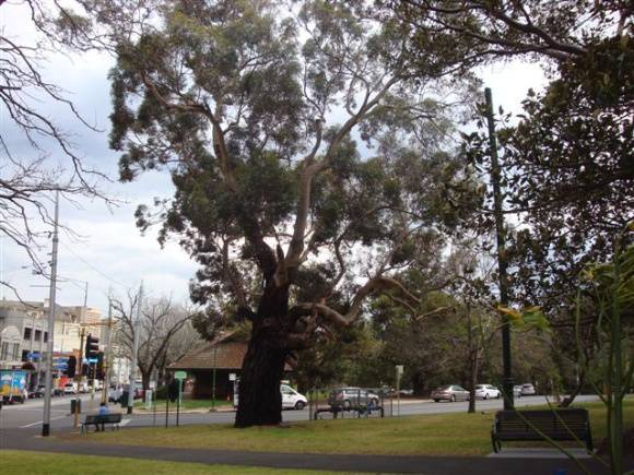 T12071 Eucalyptus cornuta