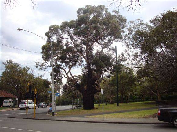 T12071 Eucalyptus cornuta