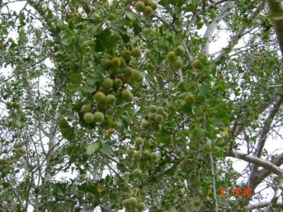 T11620 Gingko biloba 