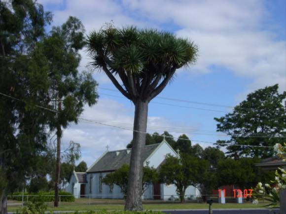 T11360 Dracaena draco