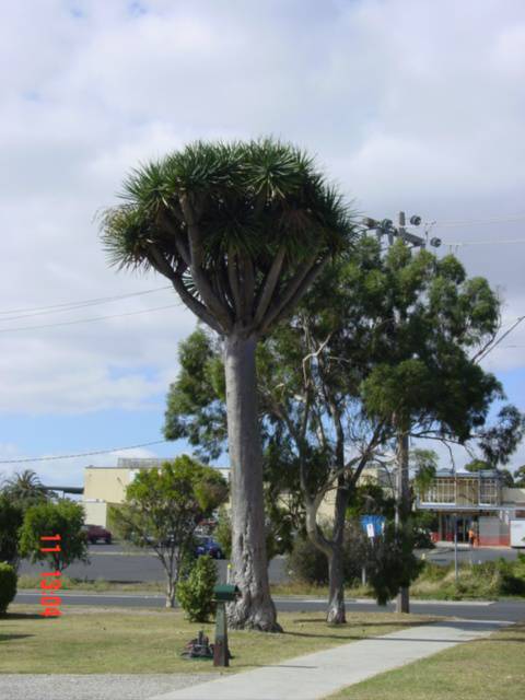 T11360 Dracaena draco 