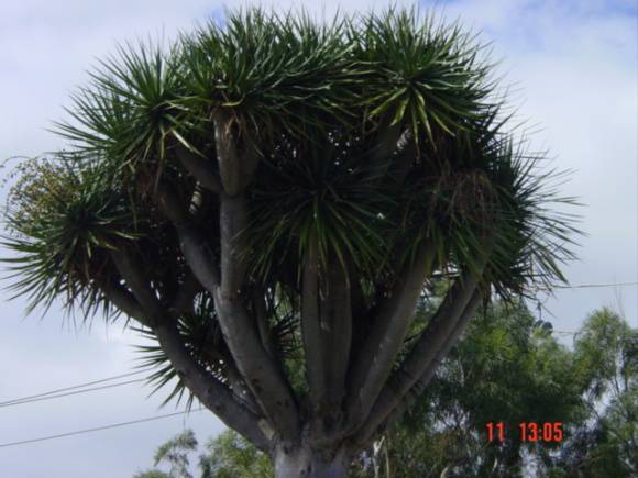 T11360 Dracaena draco 