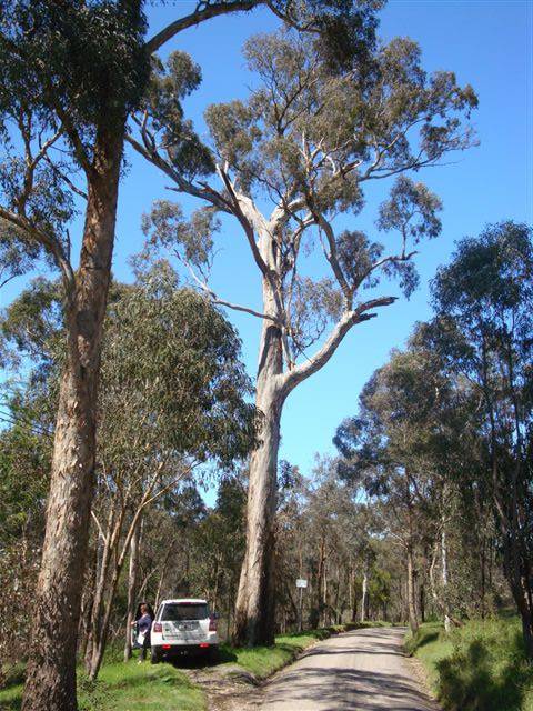 T11559 Eucalyptus melliodora