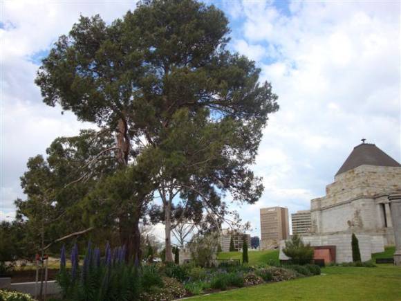 T11858 Pinus brutia