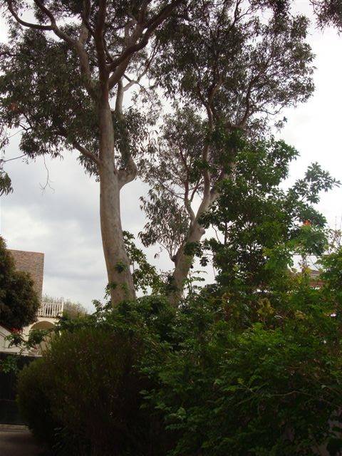T12029 Eucalyptus prava 