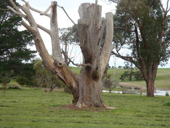 T11088 Eucalyptus pilularis