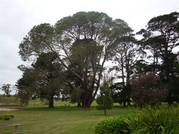 T11087 Pinus torreyana