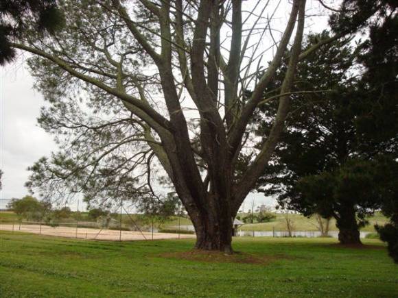 T11087 Pinus torreyana