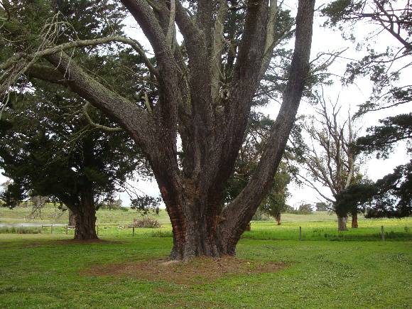 T11087 Pinus torreyana