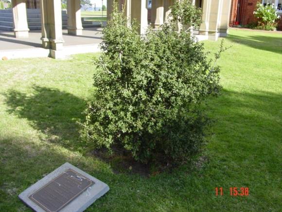 T11507 Quercus coccifera subsp. calliprinos (new planting)