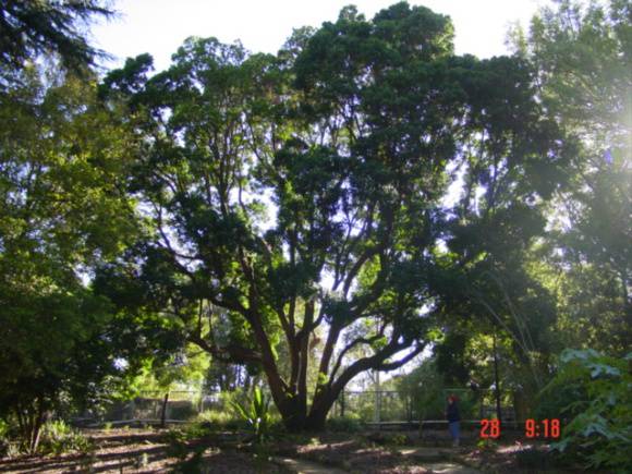 T11581 Picconia excelsa 