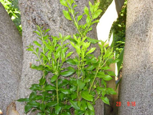 T11581 Picconia excelsa 