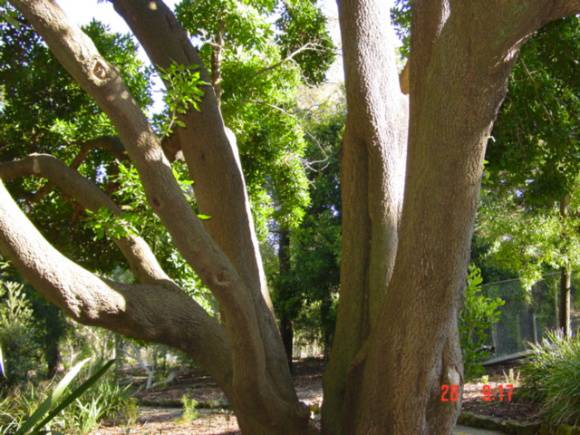 T11581 Picconia excelsa 