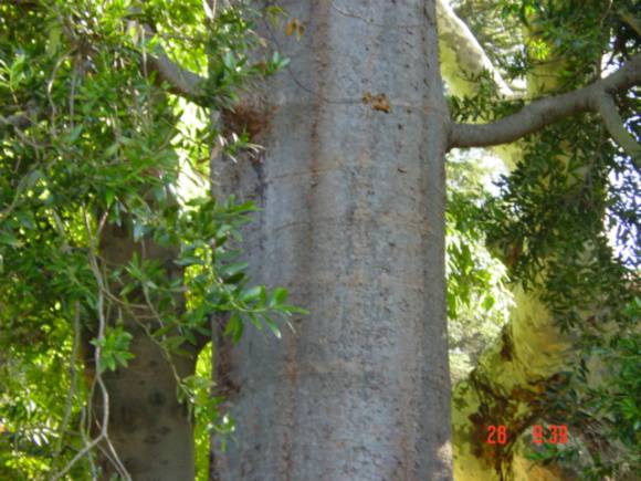 T11583 Agathis robusta 