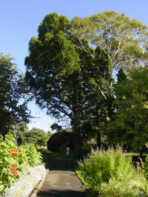 T11583 Agathis robusta 