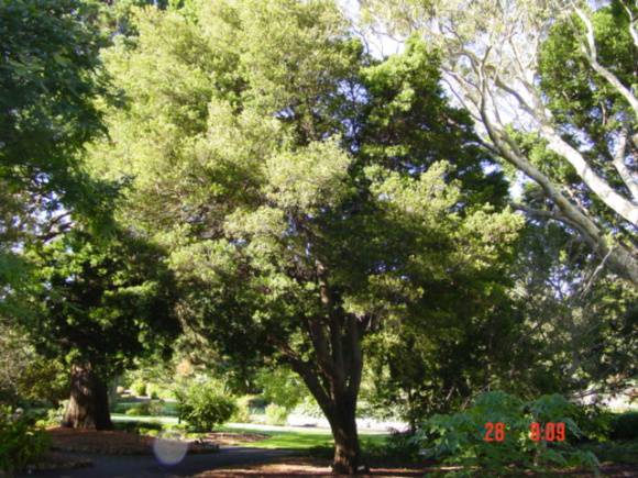 T11584 Podocarpus elatus Geelong