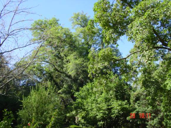 T11588 Quillaja saponaria 