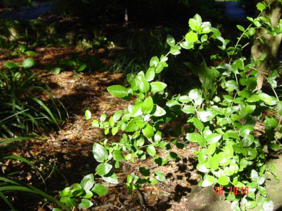 T11588 Quillaja saponaria 