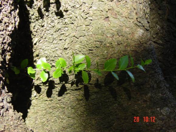 T11588 Quillaja saponaria 