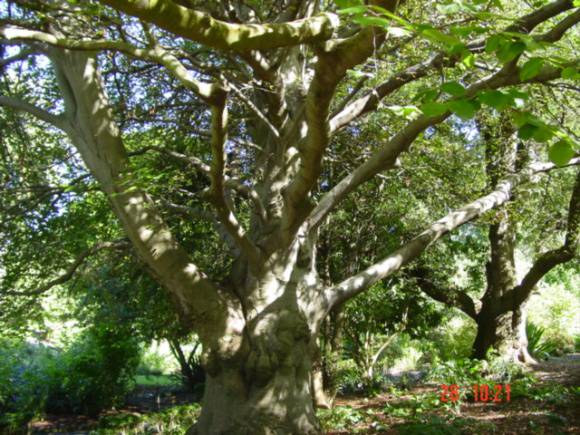 T11589 Fagus sylvatica Geelong