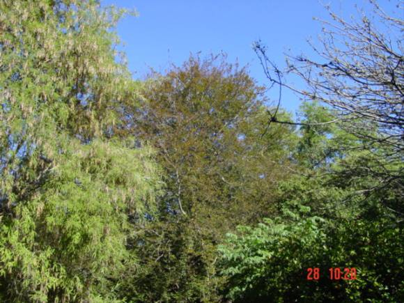 T11589 Fagus sylvatica Geelong