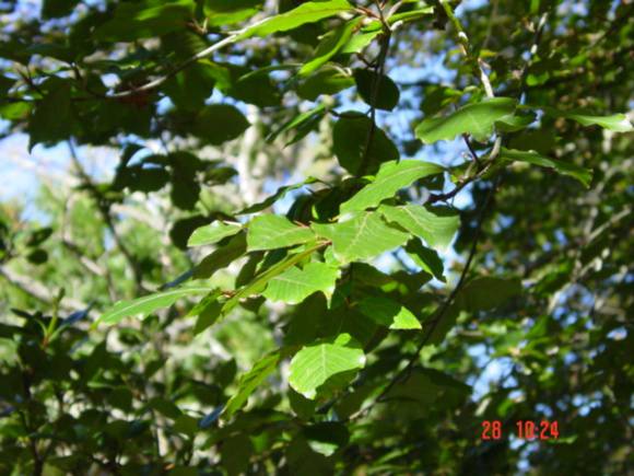 T11589 Fagus sylvatica Geelong