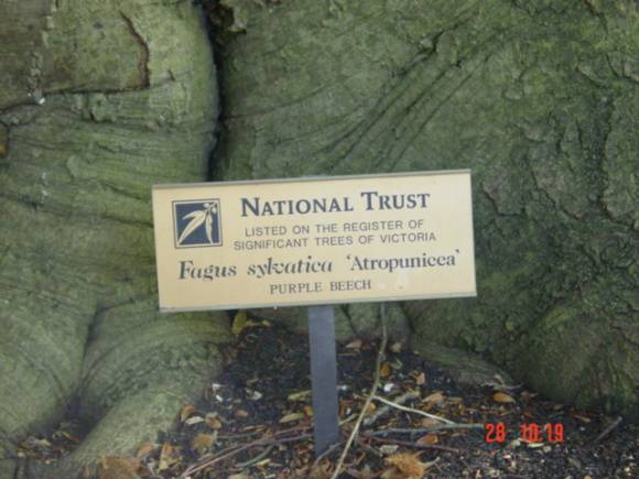 T11589 Fagus sylvatica Geelong