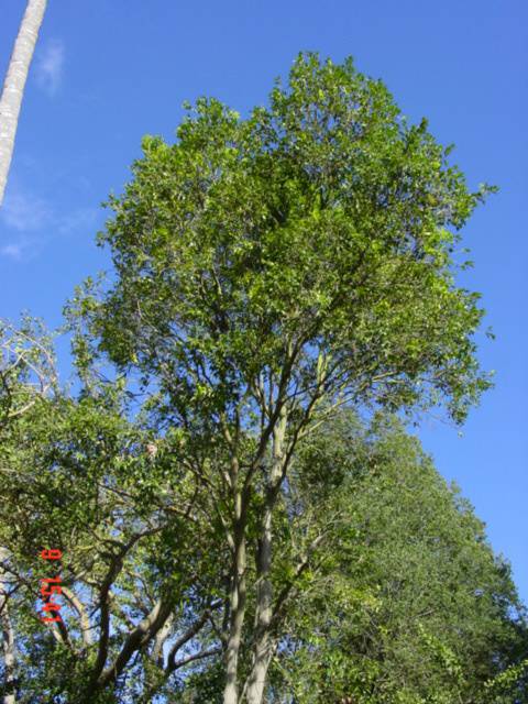 T11592 Scolopia braunii 