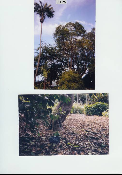 T11592 Scolopia braunii 