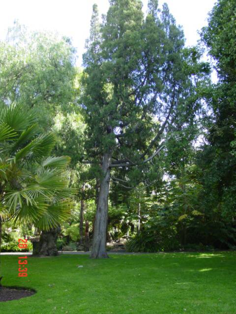 T11597 Juniperus thurifera 