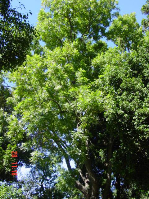 T11598 Juglans nigra