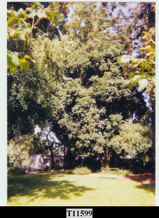 T11599 Corynocarpus laevigatus 