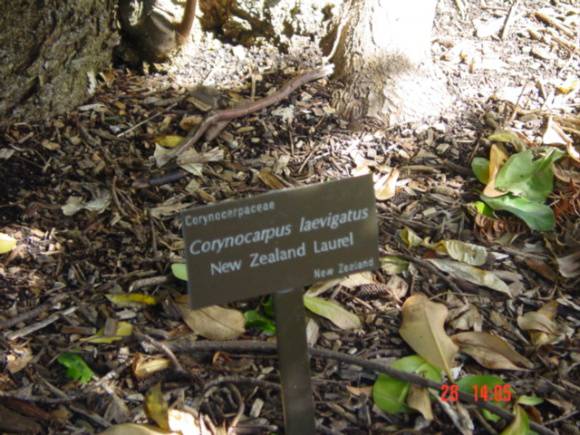 T11599 Corynocarpus laevigatus 
