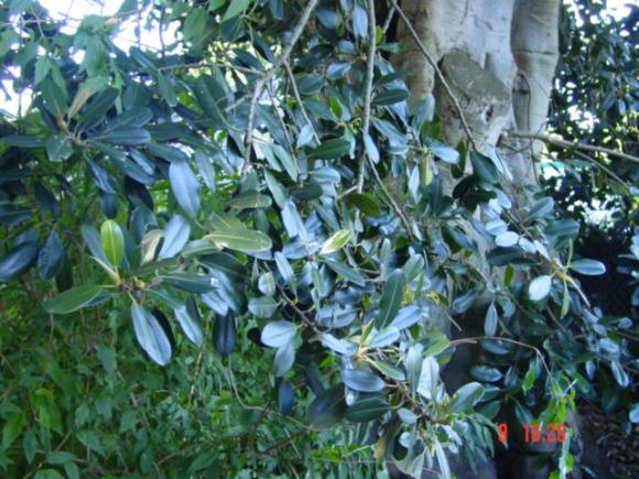 T11601 Ficus  platypoda var angustifolia