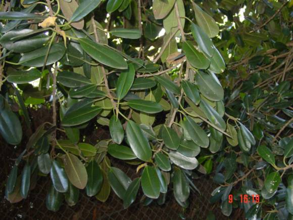 T11601 Ficus  platypoda var angustifolia