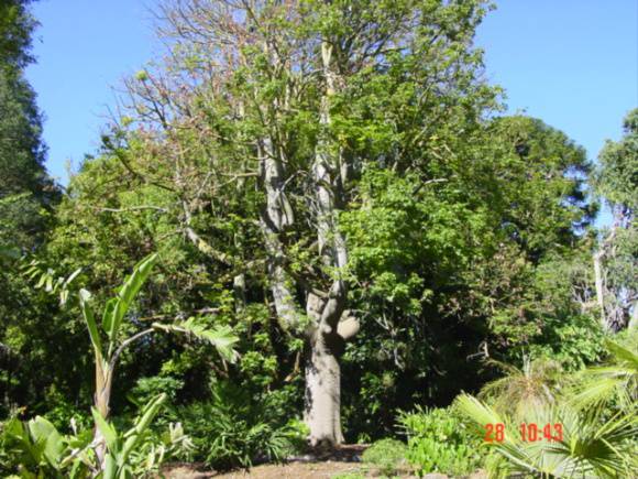 T11602 Brachychiton discolor Geelong