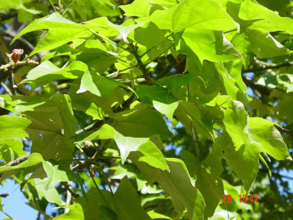 T11602 Brachychiton discolor Geelong