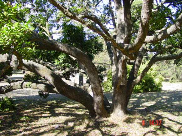 T11608 Picconia excelsa