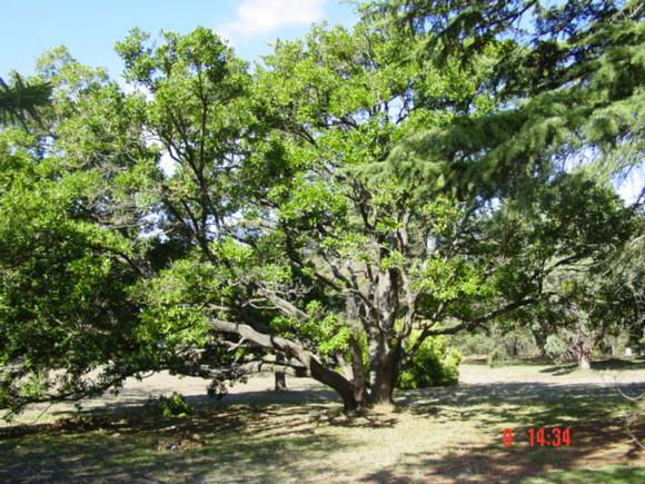 T11608 Picconia excelsa
