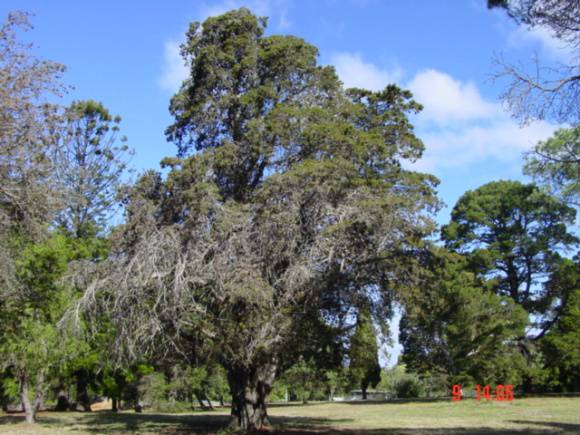 T11613 Hesperocyparis macnabiana 