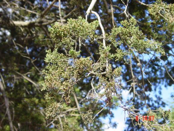 T11613 Hesperocyparis macnabiana 