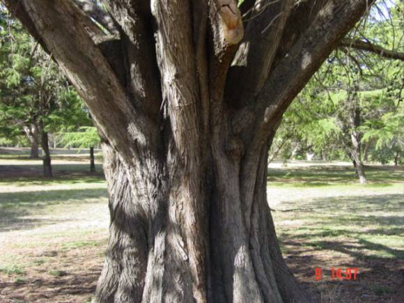 T11613 Hesperocyparis macnabiana 