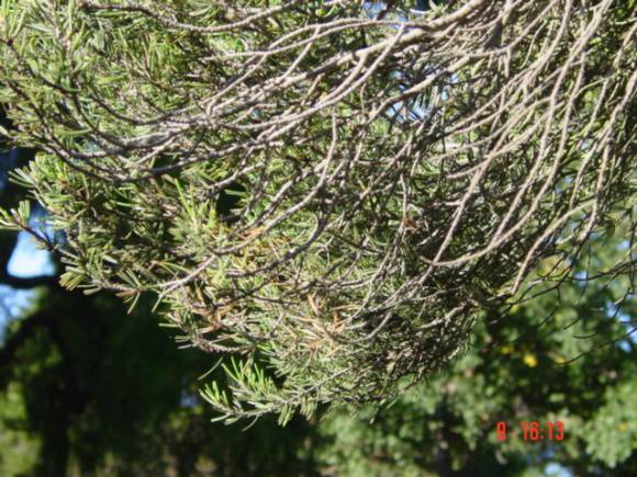 T11617 Pinus quadrifolia Parryana