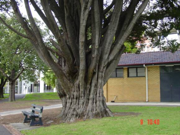 T11619 Hesperocyparis macrocarpa f. fastigiata 